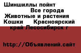 Шиншиллы пойнт ns1133,ny1133. - Все города Животные и растения » Кошки   . Красноярский край,Лесосибирск г.